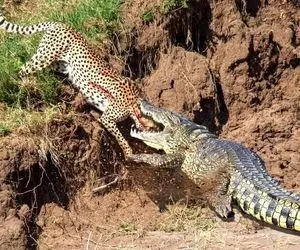 مستند حیات وحش؛ حمله تمساح به یوزپلنگ وقتی سرش را بین نیش های قویش می شکند!