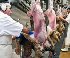 فرآوری بز؛ بعد اینکه لاشه گوسفند دوش گرفت بسته بندی میکنن که برای پخته شدن آماده باشه