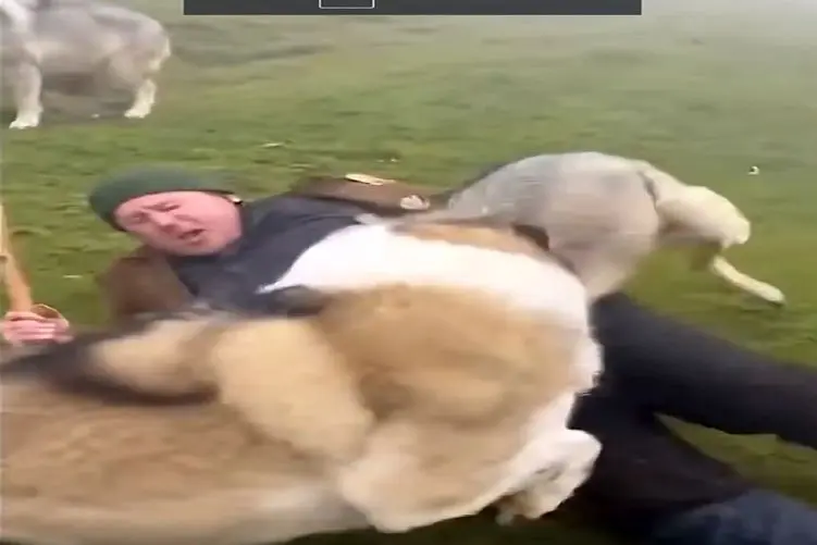 معماری طبیعت؛ چوپان شانس آوورد سگ گله رسید وگرنه الان به دیار باقی شتافته بود