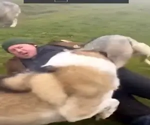 معماری طبیعت؛ چوپان شانس آوورد سگ گله رسید وگرنه الان به دیار باقی شتافته بود