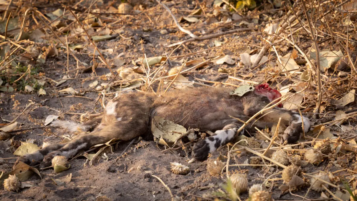 PHOTO-Dead-Puppy-Stu-Porter-1024x576