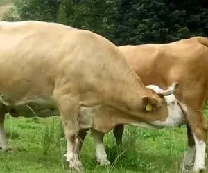 فراوری گاو؛ گاوهایی که اینقدر شیر داشتن و ندوشیدن که خودشون وایسادن بهم دیگه شیر دادن