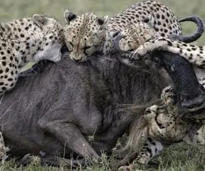 بدایع حیات وحش؛ یوزپلنگ هایی که افتادن به جون کل یالدار و پاره پارش کردن خون میجهد