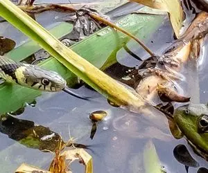 راز بقا؛ حیوونا به داد همدیگه رسیدن! موش و قورباغه سوار مار شدن تا از سیلاب عبور کنند