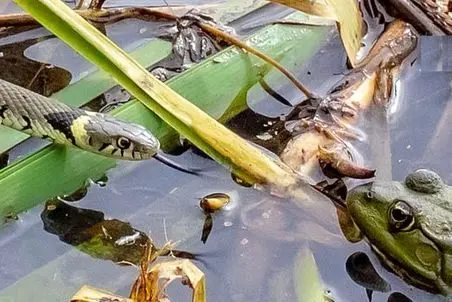 راز بقا؛ حیوونا به داد همدیگه رسیدن! موش و قورباغه سوار مار شدن تا از سیلاب عبور کنند