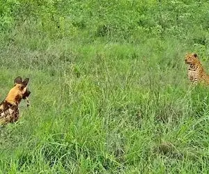 از جذابیت های حیات وحش؛ وقتی گله در حال مبارزه است پلنگ سگ وحشی را فلج می کند