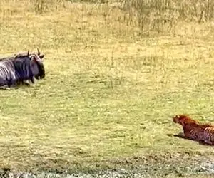 مستند حیات وحش؛ عاقبت کل های یالدار که بی خیال دنیا جلوی پلنگ خوابیده بودن