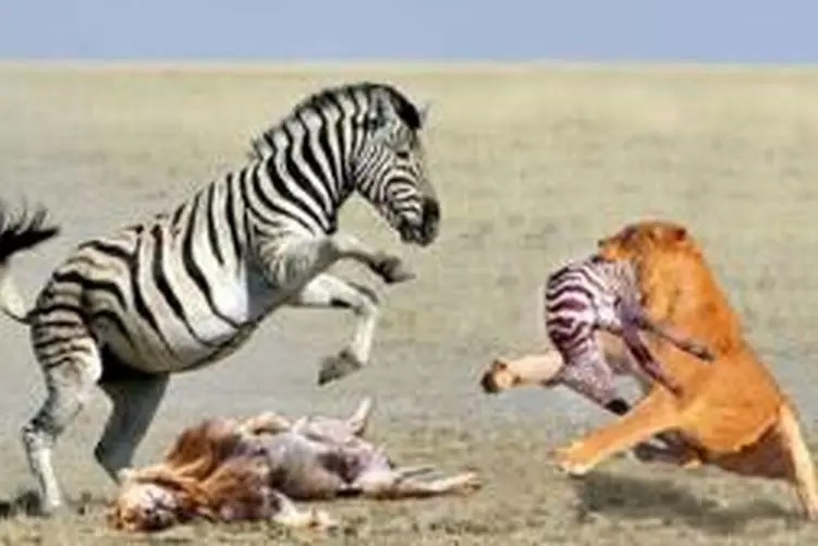 مستند حیات وحش؛ شیر توله خر تازه متولد گرفت به دندون دِ فرار