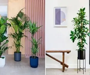 گیاهان آپارتمانی بزرگ / با قد و بالای رعنای اینا یه جوری دکورتو متحول کن که باورت نشه