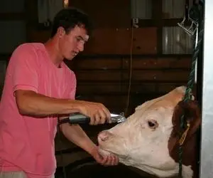 سلمونی حیوانات؛ با چه جرأتی موهای گاو غول پیکر رو شیو میکنن فقط اینکه قلقلکش میاد