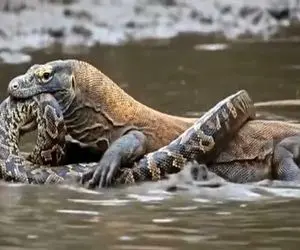 مستند حیات وحش؛ کومودو فک کرد کله پیتونو دندون گرفت کار تمومه ولی به شکر خوردن افتاد