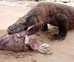 از جذابیت های حیات وحش؛ اژدهای کومودو از سر گرسنگی لاشه ماهی بو گندو رو بلعید