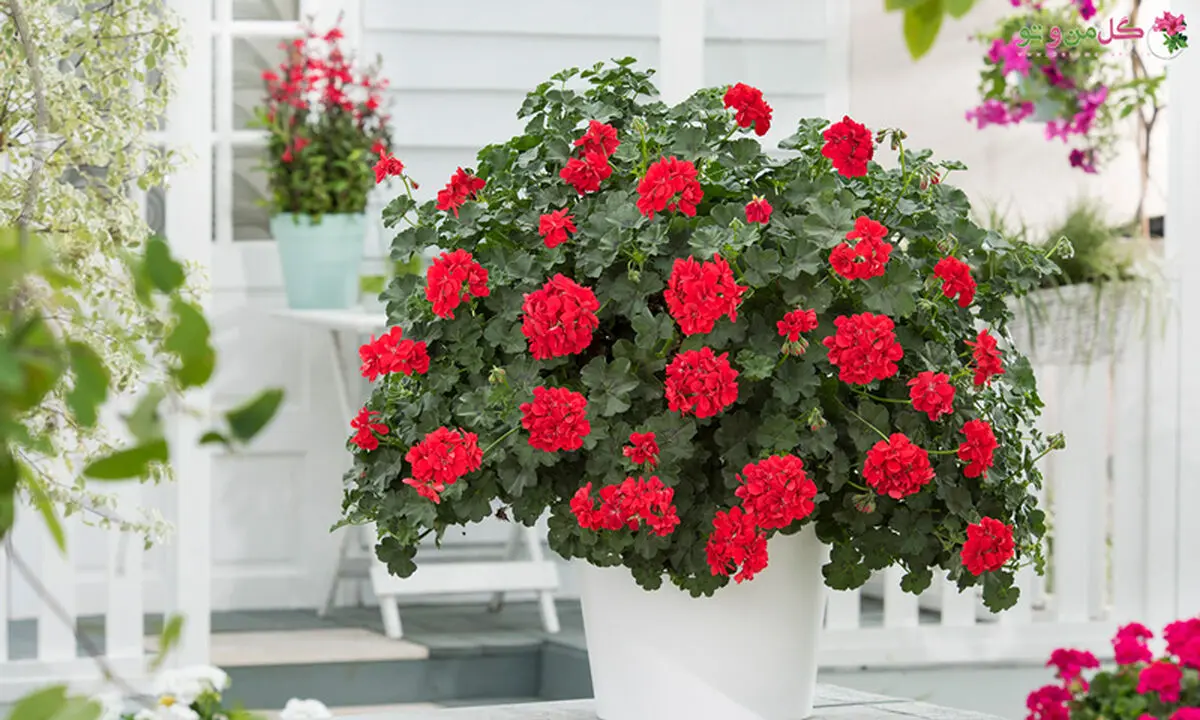 گیاهان آپارتمانی گرما دوست