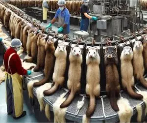 فرآوری سمور؛ سمور هم لباس و غذای لاکچری می‌ده هم قهوه گرون‌تر از طلا