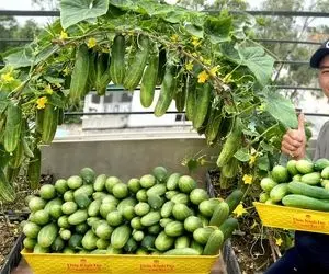 کشاورزی خلاقانه؛ ترفند های طلایی کاشت خیار جوری که خروار خروار محصول بده