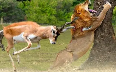 نبرد حیات وحش/شیر با نقشه و زیرکی به شکار آهو رفت/گردن آهو رو خورد میکنه