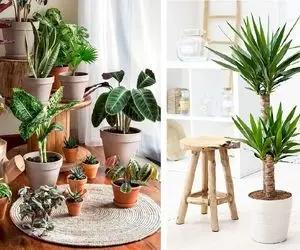 انواع گیاهان آپارتمانی مقاوم / اینارو بذاری گوشه خونه خوشگلی دارنا ولی بدون ناز و ادا