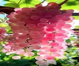 کشاورزی نوین؛ انگور پرورش دادن با پوست صورتی و براق دلت میخواد جای جواهر آویزونش کنی