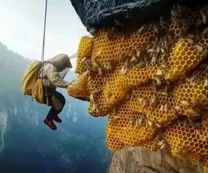 مشاغل پرمخاطره؛ آقاهه کمرکش کوه از نردبون طنابی آویزونه واسه عسل گرفتن معلق تو هوا