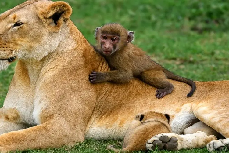 مستند حیات وحش؛ شیر؛ بچه میمون