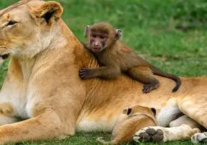مستند حیات وحش؛ شیر نه خودش بچه میمون رو خورد نه گذاشت هیچ وحشی بهش دست بزنه
