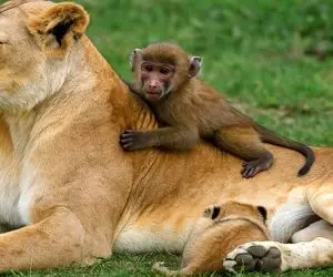 مستند حیات وحش؛ شیر؛ بچه میمون