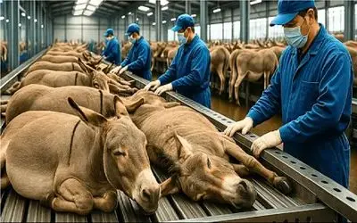 فرآوری خر؛ خر از کرگی دم نداشت، میبرنش سلاخخونه بزارنش لا نون میل کنن