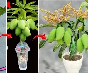 کشاورزی نوین؛ خاص و منحصر به فرد با کمک آلوئه ورا انبه پوش میدن تو گلدان میوه میاره