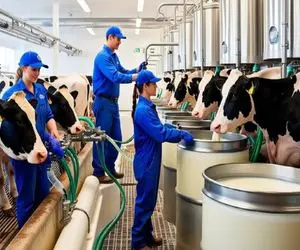 فرآوری گاو؛ شکم گاوهای شیرده 200 کیلویی و بعد 30 سال بهره کشی پاره کردن استیک شه