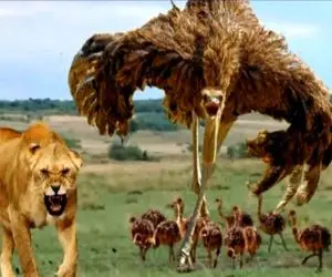 جذابیت حیات وحش؛ شترمرغ ازازیل برای نجات جوجه هاش چشم شیر کفتار صفت پاره کرد