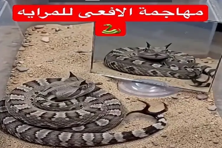 واکنش وحشیانه افعی وقتی برای اولین بار خودش را در آینه میبیند