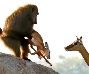 از جذابیت های حیات وحش؛ بابون گوشتخوار جلوی چشم ایمپالا مادر گوساله ترگل ورگل درید