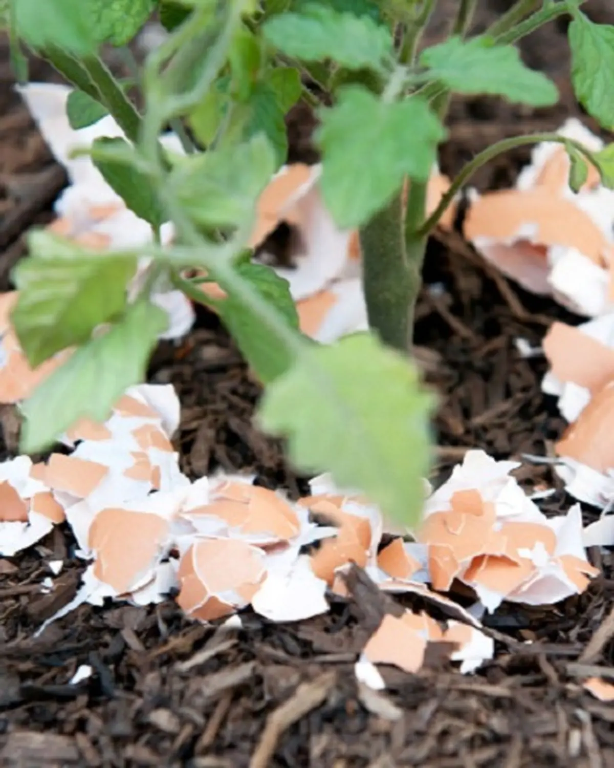 Eggshells-in-Garden-Plant