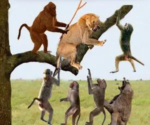بدایع حیات وحش؛ بابون های قیقاج حلق شیر پاره کردن خون فواره زد لاشخورا خوردنش