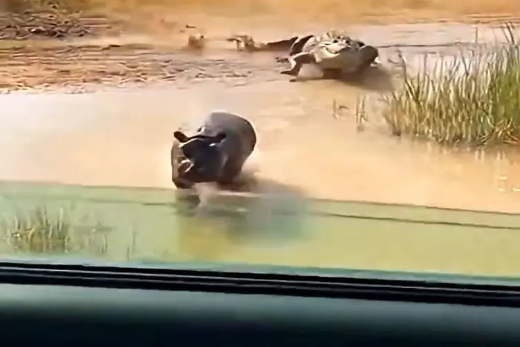 معماری طبیعت؛ کروکودیل دنبال اسب آبی کرده مرد سوار ماشینش میکنه دوتایی جیم میشن