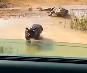 معماری طبیعت؛ کروکودیل دنبال اسب آبی کرده مرد سوار ماشینش میکنه دوتایی جیم میشن