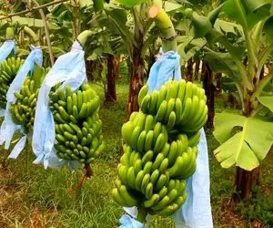 کشاورزی نوین؛ بیش از 1000 هکتار باغ موز رو با هواپیمای مخصوص تو 10 دقیقه آبیاری کردن