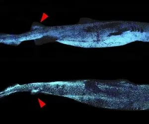 کوسه های شگفت انگیز و عظیم الجثه در نیوزلند 