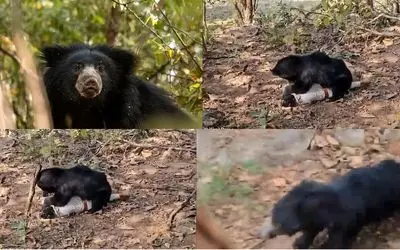 بدایع حیات وحش؛ لحظه وحشتناک گاز گرفتن سر محیط بان توسط خرس وحشی 