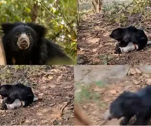 بدایع حیات وحش؛ لحظه وحشتناک گاز گرفتن سر محیط بان توسط خرس وحشی 