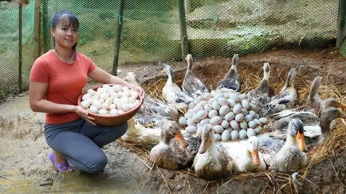 فراوری اردک؛ خانوم با کلی عطوفت اردک پرورش میده اونا هم در عوض براش کلی تخم می گذارند