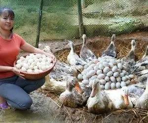 فراوری اردک؛ خانوم با کلی عطوفت اردک پرورش میده اونا هم در عوض براش کلی تخم می گذارند