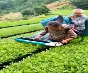 کشاورزی نوین؛ دستگاه هرس چای ساختن کیسه دار دو کاربره مزرعه 1000 هکتاری رو نونوار کرد