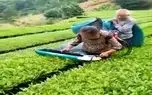 کشاورزی نوین؛ دستگاه هرس چای ساختن کیسه دار دو کاربره مزرعه 1000 هکتاری رو نونوار کرد کشاورزی نوین؛ دستگاه هرس چای ساختن کیسه دار دو کاربره مزرعه 1000 هکتاری رو نونوار کرد
