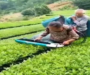 کشاورزی نوین؛ دستگاه هرس چای ساختن کیسه دار دو کاربره مزرعه 1000 هکتاری رو نونوار کرد