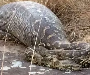 از جذابیت های حیات وحش؛ پیتون غول کفتار سفاک رو درسته قورت داد شکمش باد کرده