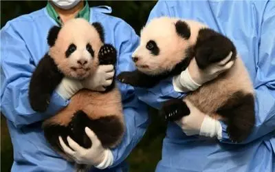 بدایع حیات وحش/دامن صورتی کردن تن پاندای کره ای اونم میرقصه دلبری میکنه از مردم