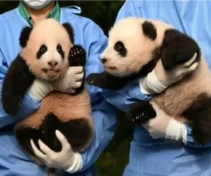 بدایع حیات وحش/دامن صورتی کردن تن پاندای کره ای اونم میرقصه دلبری میکنه از مردم