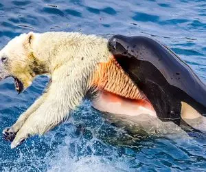 نارام زیان؛ نهنگ شریر خرس قطبی لاجون رو موقع شکار ماهی شرحه شرحه کرد بلعید