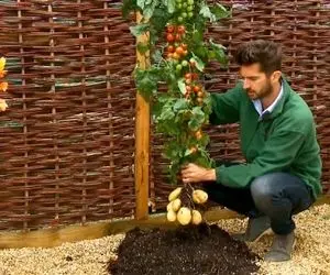 کشاورزی نوین؛ جلل الخالق یه گیاه بار گوجه فرنگی وسیب زمینی رو باهم میده باورنکردنیه